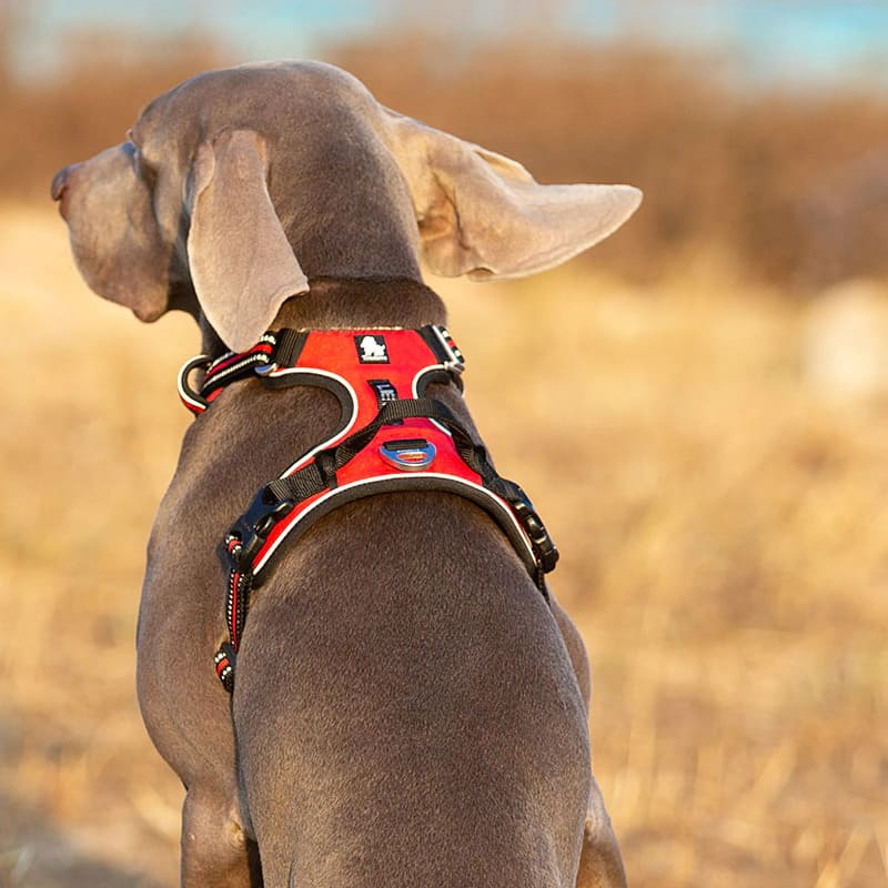 Coleira Peitoral para Cachorro Refletivo Ajustável Truelove
