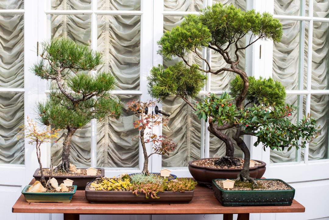 Planta bonsai