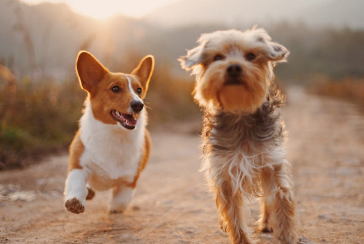 Coleção De Produtos Para Pets, Cachorro, Gato, Brinquedos, Limpeza E Muito Mais.