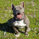 Coleira Estampada Refletiva para Cachorro